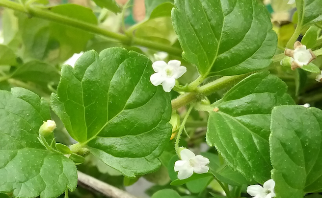 a close up of yerba buena leaves and flowers
